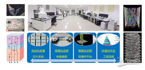 細胞能量工廠——線粒體如何解碼神經(jīng)元活動模態(tài)及其在網(wǎng)絡(luò)技術(shù)開發(fā)中的應(yīng)用